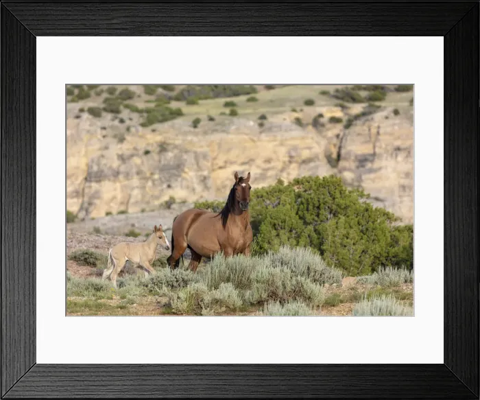 Framed Print : Mare with newborn foal in the Bighorn National Recreation Area, Montana, USA
