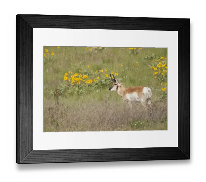 Framed Print : National Bison Range, Montana, USA. Pronghorn buck standing in a field of arrow-leaved