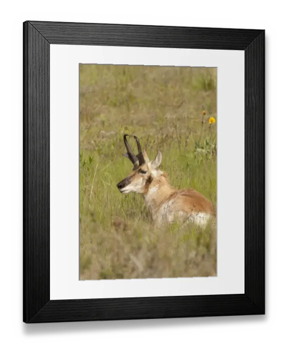 Framed Print : National Bison Range, Montana, USA. Male pronghorn resting in a meadow