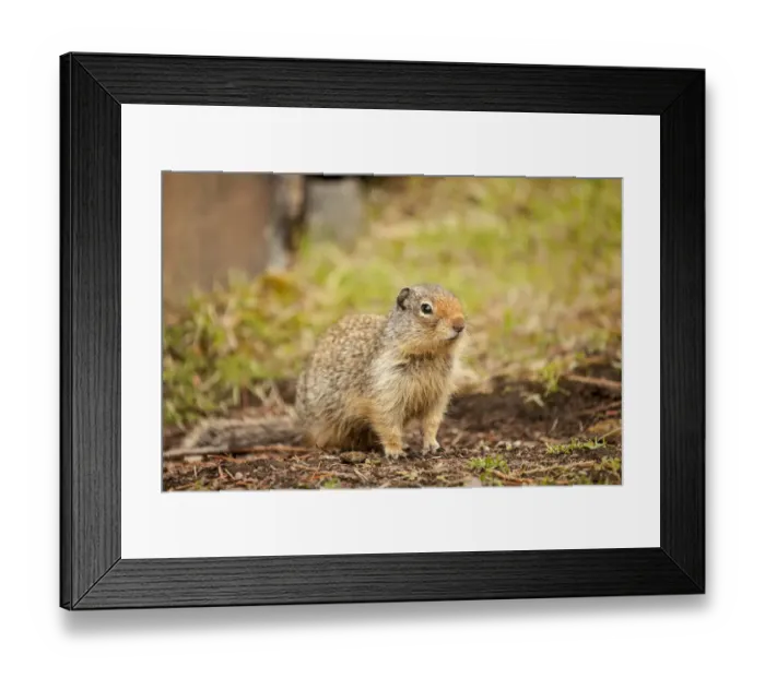 Framed Print : Glacier National Park, Montana, USA. Columbian ground squirrel Framed Print : Glacier National Park, Montana, USA. Columbian ground squirrel