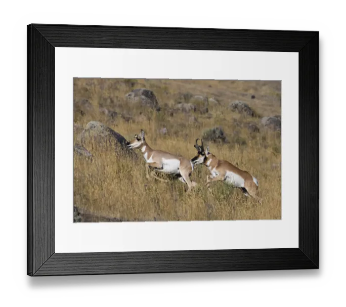 Framed Print : Pronghorn antelope buck chasing doe