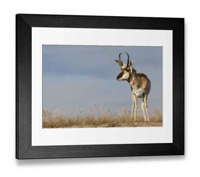 Framed Print : Pronghorn antelope buck Framed Print : Pronghorn antelope buck