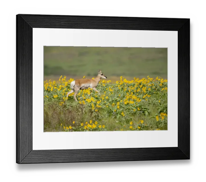 Framed Print : National Bison Range, Montana, USA. Pronghorn doe with a yellow ear tag walking in Framed Print : National Bison Range, Montana, USA. Pronghorn doe with a yellow ear tag walking in