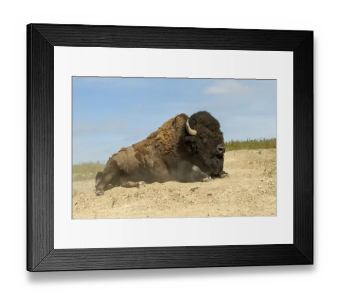 Framed Print : National Bison Range, Montana, USA. Bison starting to stand up in a dust wallow Framed Print : National Bison Range, Montana, USA. Bison starting to stand up in a dust wallow