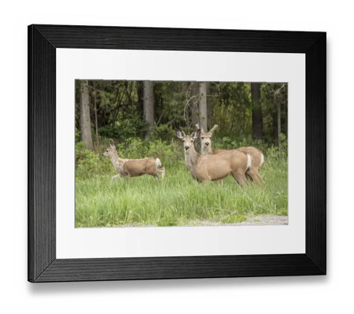 Framed Print : Bozeman, Montana, USA. Two male and one female mule deer beside a rural road Framed Print : Bozeman, Montana, USA. Two male and one female mule deer beside a rural road