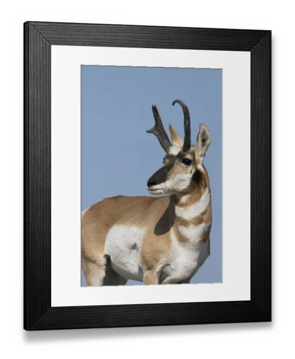 Framed Print : Pronghorn antelope buck Framed Print : Pronghorn antelope buck