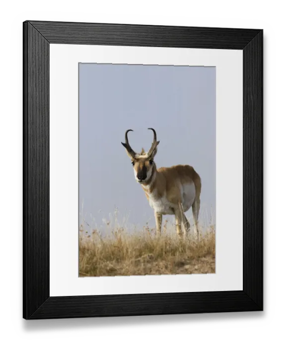 Framed Print : Pronghorn antelope buck Framed Print : Pronghorn antelope buck