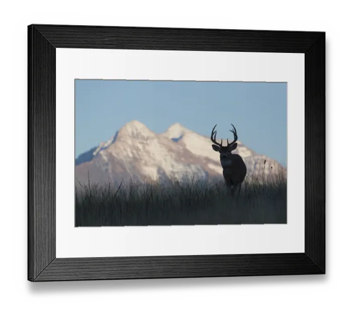Framed Print : White-tail deer buck