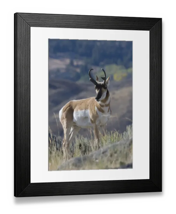Framed Print : Pronghorn antelope buck Framed Print : Pronghorn antelope buck