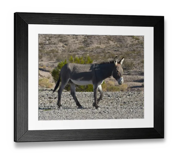 Framed Print : USA, Nevada. Beatty, Wild Burro in Beatty along State Highway 374