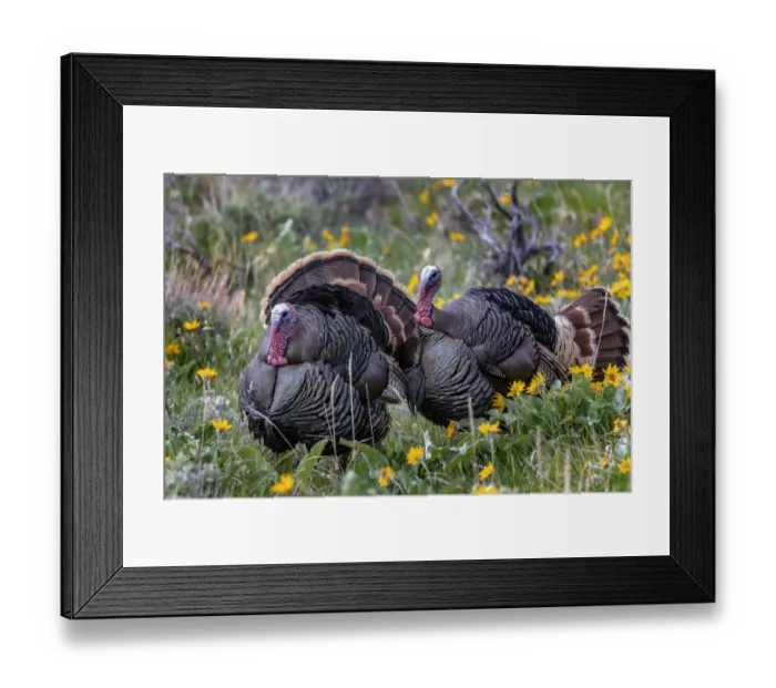 Framed Print : Tom turkeys in breeding plumage in Great Basin National Park, Nevada, USA Framed Print : Tom turkeys in breeding plumage in Great Basin National Park, Nevada, USA