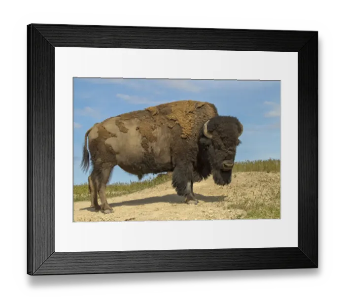 Framed Print : National Bison Range, Montana, USA. Bison standing up after dust-bathing in a dust wallow Framed Print : National Bison Range, Montana, USA. Bison standing up after dust-bathing in a dust wallow