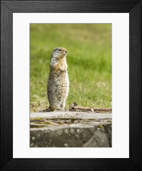 Framed Print : Glacier National Park, Montana, USA. Columbian ground squirrel standing to see if all is safe Framed Print : Glacier National Park, Montana, USA. Columbian ground squirrel standing to see if all is safe