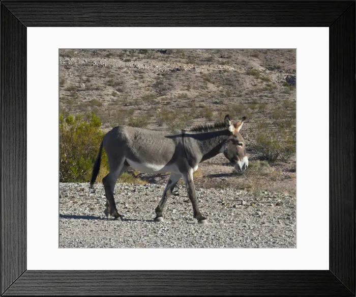 Framed Print : USA, Nevada, Beatty. Wild Burro in Beatty along State Highway 374