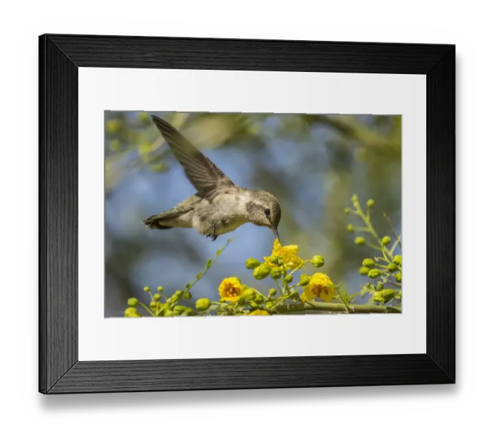 Framed Print : USA, Nevada, Bird Viewing Preserve. Female Costas hummingbird feeding. Credit as Framed Print : USA, Nevada, Bird Viewing Preserve. Female Costas hummingbird feeding. Credit as