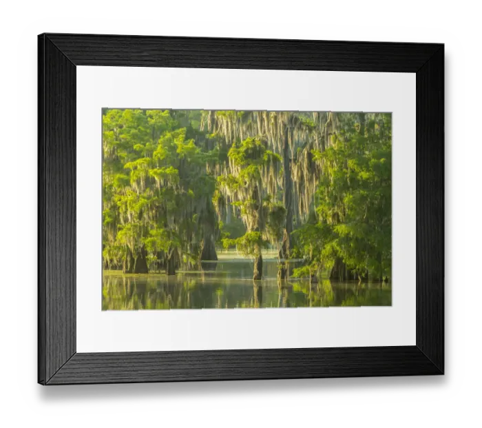 Framed Print : USA, Louisiana, Atchafalaya National Wildlife Refuge. Sunrise on swamp. Credit as Framed Print : USA, Louisiana, Atchafalaya National Wildlife Refuge. Sunrise on swamp. Credit as