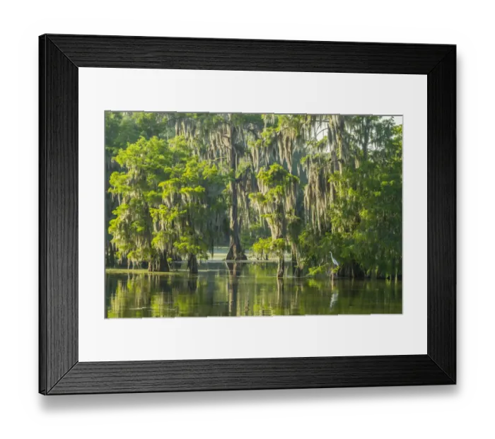 Framed Print : USA, Louisiana, Atchafalaya National Wildlife Refuge. Sunrise on swamp and egret Framed Print : USA, Louisiana, Atchafalaya National Wildlife Refuge. Sunrise on swamp and egret