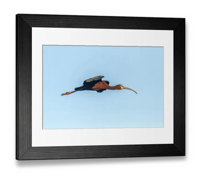 Framed Print : USA, Louisiana, Evangeline Parish, white-faced ibis in flight Credit as: Cathy Framed Print : USA, Louisiana, Evangeline Parish, white-faced ibis in flight Credit as: Cathy