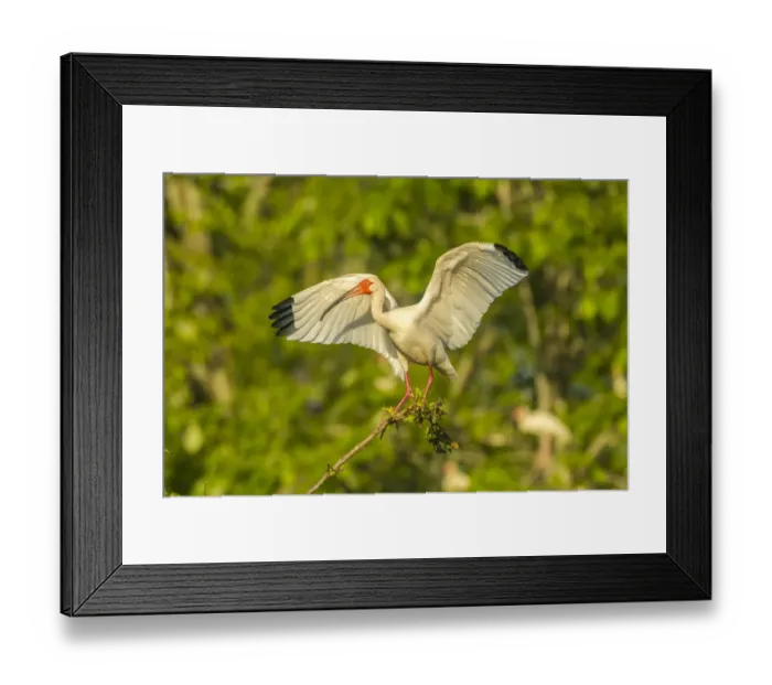 Framed Print : USA, Louisiana, Evangeline Parish. White ibis with wings spread. Credit as: Cathy Framed Print : USA, Louisiana, Evangeline Parish. White ibis with wings spread. Credit as: Cathy