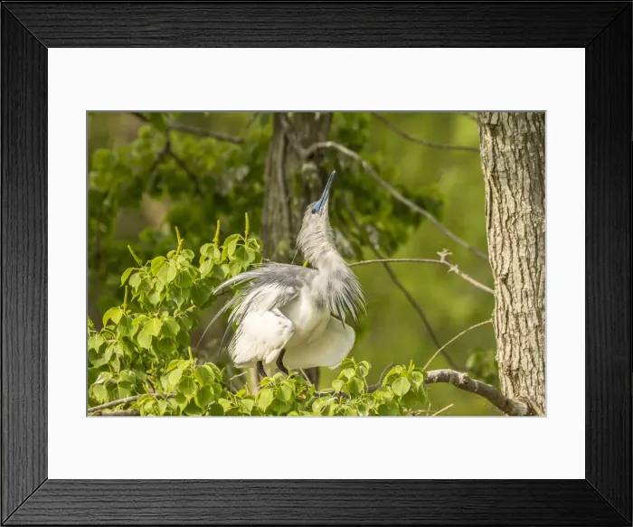 Framed Print : USA, Louisiana, Vermilion Parish. Immature little blue heron courtship display. Credit as