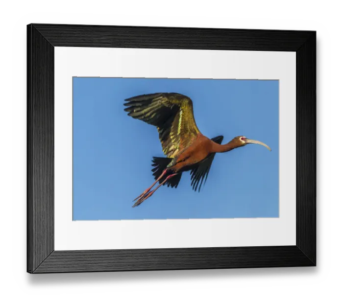 Framed Print : USA, Louisiana, Evangeline Parish, white-faced ibis in flight Credit as: Cathy