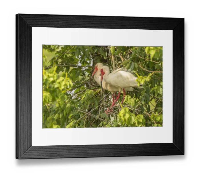 Framed Print : USA, Louisiana, Evangeline Parish. White ibis pair in tree Framed Print : USA, Louisiana, Evangeline Parish. White ibis pair in tree