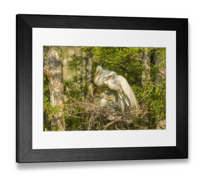 Framed Print : USA, Louisiana, Evangeline Parish. Great egret adult and chicks at nest. Credit as Framed Print : USA, Louisiana, Evangeline Parish. Great egret adult and chicks at nest. Credit as