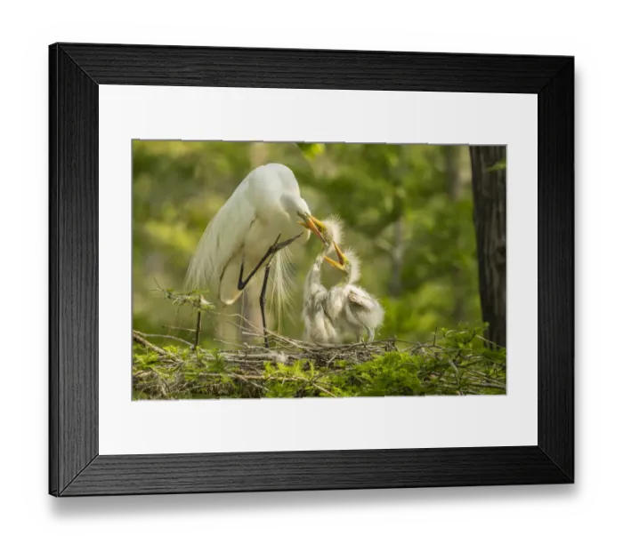 Framed Print : USA, Louisiana, Evangeline Parish. Great egret adult feeding chicks at nest. Credit as