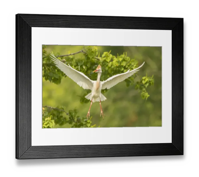 Framed Print : USA, Louisiana, Vermilion Parish. Cattle egret taking flight Framed Print : USA, Louisiana, Vermilion Parish. Cattle egret taking flight