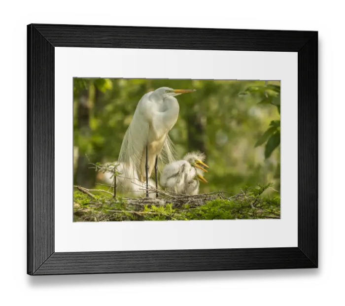 Framed Print : USA, Louisiana, Evangeline Parish. Great egret adult and chicks at nest. Credit as Framed Print : USA, Louisiana, Evangeline Parish. Great egret adult and chicks at nest. Credit as