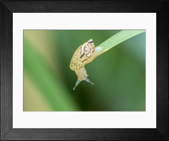 Framed Print : USA, Louisiana, Lake Martin. Snail on leaf