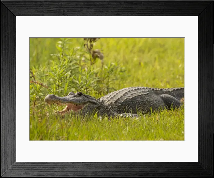 Framed Print : USA, Louisiana, Vermilion Parish. Alligator in grass Framed Print : USA, Louisiana, Vermilion Parish. Alligator in grass
