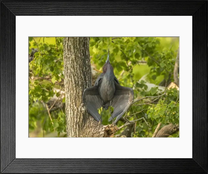 Framed Print : USA, Louisiana, Vermilion Parish. Little blue heron male courtship display. Credit as Framed Print : USA, Louisiana, Vermilion Parish. Little blue heron male courtship display. Credit as