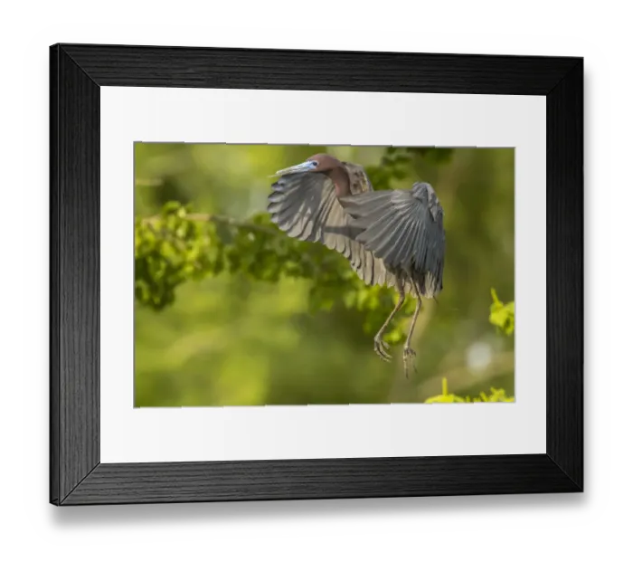 Framed Print : USA, Louisiana, Vermilion Parish. Little blue heron taking flight. Credit as: Cathy Framed Print : USA, Louisiana, Vermilion Parish. Little blue heron taking flight. Credit as: Cathy