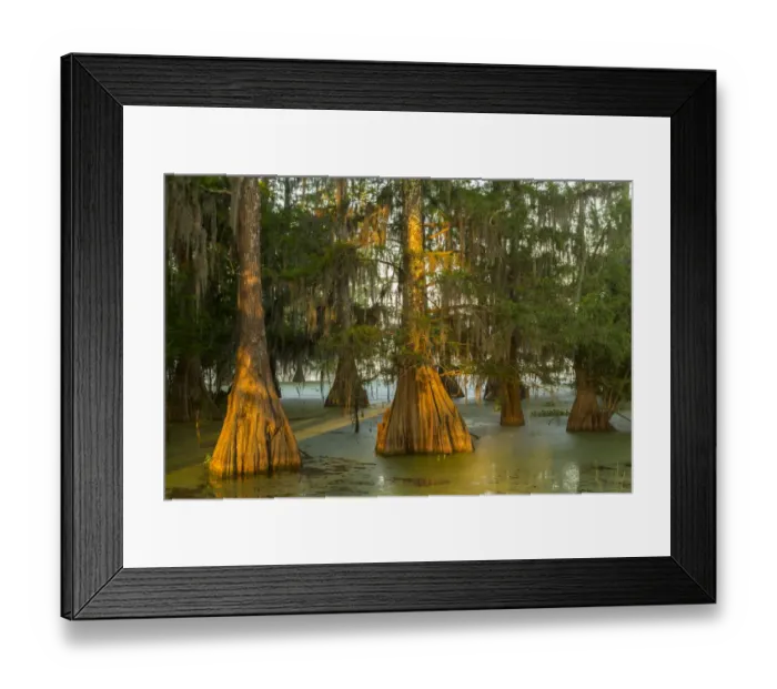 Framed Print : USA, Louisiana, Atchafalaya National Wildlife Refuge. Sunrise on swamp. Credit as Framed Print : USA, Louisiana, Atchafalaya National Wildlife Refuge. Sunrise on swamp. Credit as
