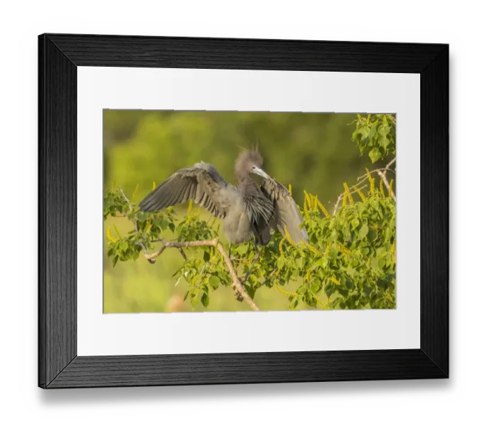 Framed Print : USA, Louisiana, Vermilion Parish. Little blue heron close-up Framed Print : USA, Louisiana, Vermilion Parish. Little blue heron close-up