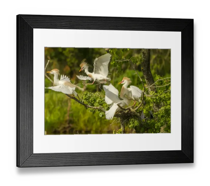 Framed Print : USA, Louisiana, Vermilion Parish. Cattle egrets fighting Framed Print : USA, Louisiana, Vermilion Parish. Cattle egrets fighting
