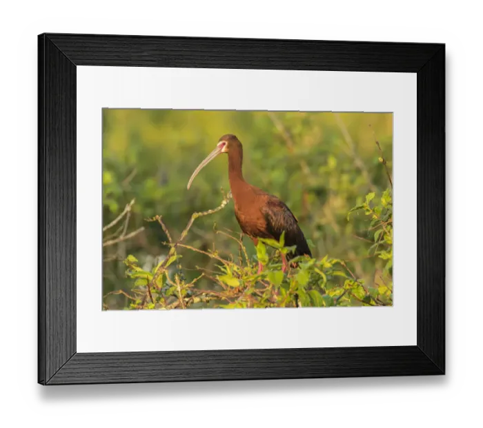 Framed Print : USA, Louisiana, Evangeline Parish. White-faced ibis in tree Framed Print : USA, Louisiana, Evangeline Parish. White-faced ibis in tree