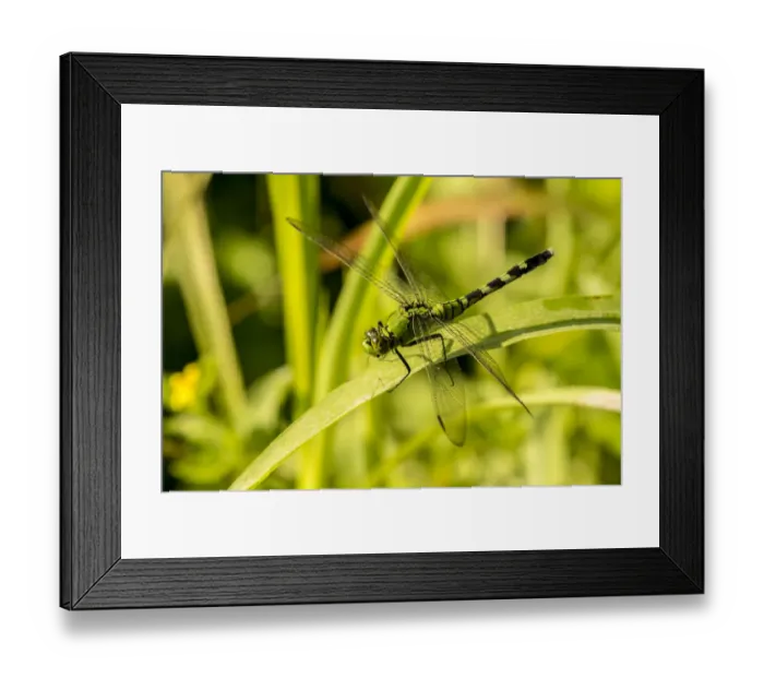 Framed Print : USA, Louisiana, Lake Martin. Green clearwing dragonfly on leaf. Credit as: Cathy Framed Print : USA, Louisiana, Lake Martin. Green clearwing dragonfly on leaf. Credit as: Cathy