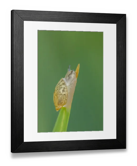 Framed Print : USA, Louisiana, Lake Martin. Snail on leaf Framed Print : USA, Louisiana, Lake Martin. Snail on leaf