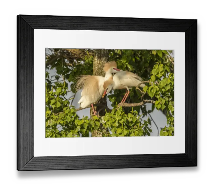 Framed Print : USA, Louisiana, Vermilion Parish. Cattle egret pair at nest Framed Print : USA, Louisiana, Vermilion Parish. Cattle egret pair at nest