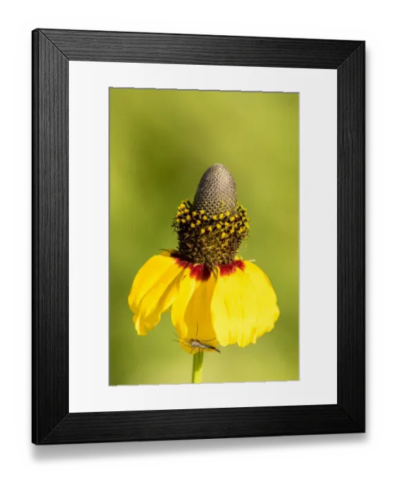 Framed Print : USA, Louisiana, Lake Martin. Coneflower blossom with insect