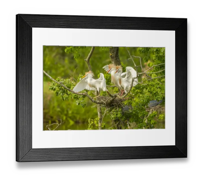Framed Print : USA, Louisiana, Vermilion Parish. Cattle egrets fighting Framed Print : USA, Louisiana, Vermilion Parish. Cattle egrets fighting