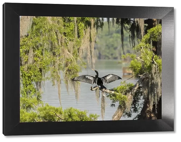 USA, Louisiana, Lake Martin. Anhinga drying its wings
