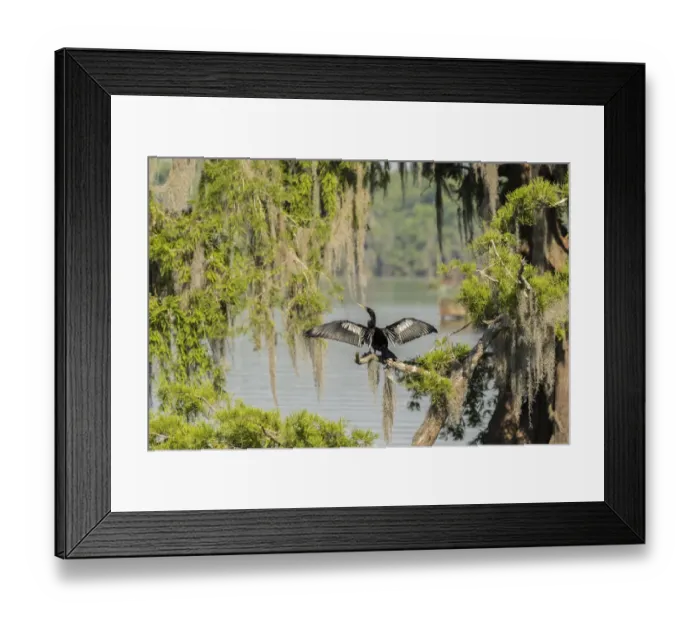 Framed Print : USA, Louisiana, Lake Martin. Anhinga drying its wings