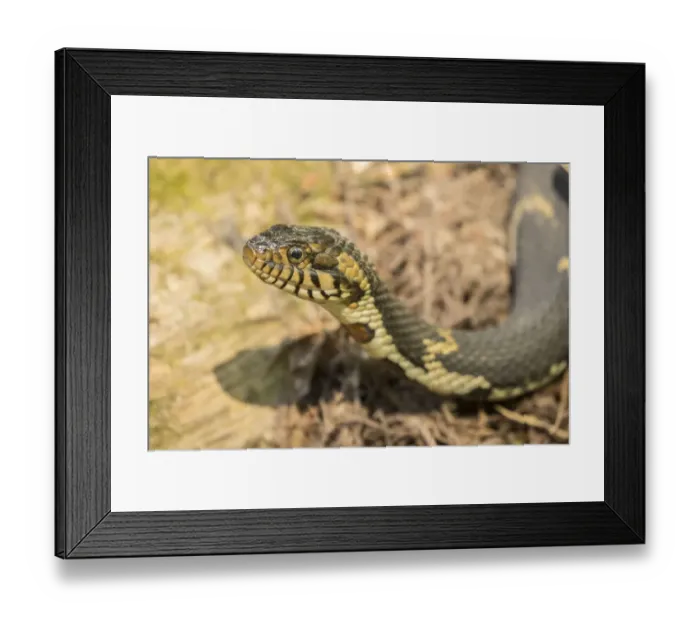Framed Print : USA, Louisiana, Lake Martin. Southern water snake close-up
