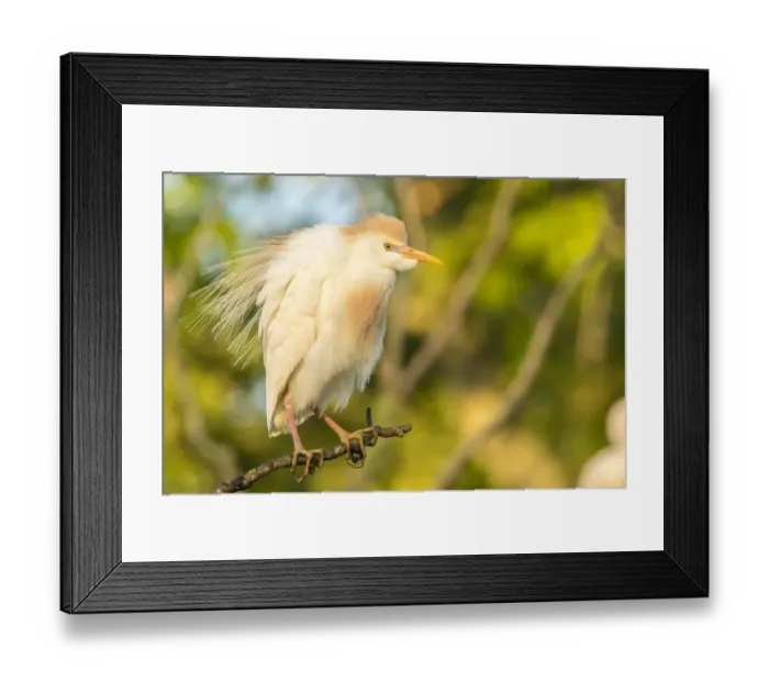 Framed Print : USA, Louisiana, Vermilion Parish. Cattle egret pair in breeding plumage. Credit as Framed Print : USA, Louisiana, Vermilion Parish. Cattle egret pair in breeding plumage. Credit as