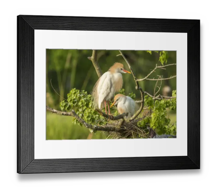 Framed Print : USA, Louisiana, Vermilion Parish. Cattle egret pair at nest Framed Print : USA, Louisiana, Vermilion Parish. Cattle egret pair at nest