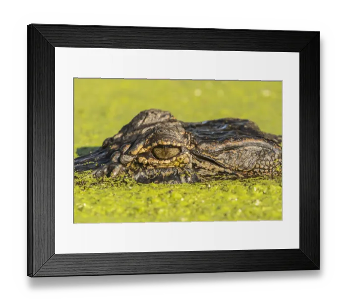 Framed Print : USA, Louisiana, Lake Martin. Alligator head on swamp surface Framed Print : USA, Louisiana, Lake Martin. Alligator head on swamp surface