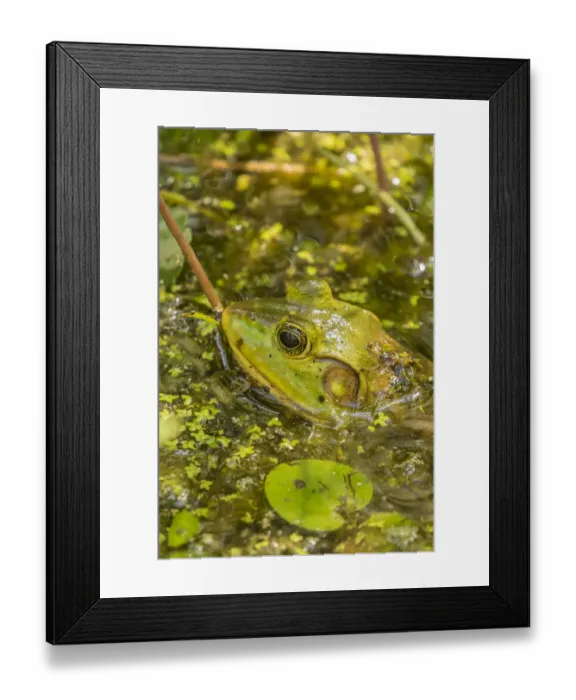 Framed Print : USA, Louisiana, Lake Martin. Green frog in water Framed Print : USA, Louisiana, Lake Martin. Green frog in water